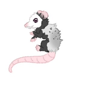 Baby Possum